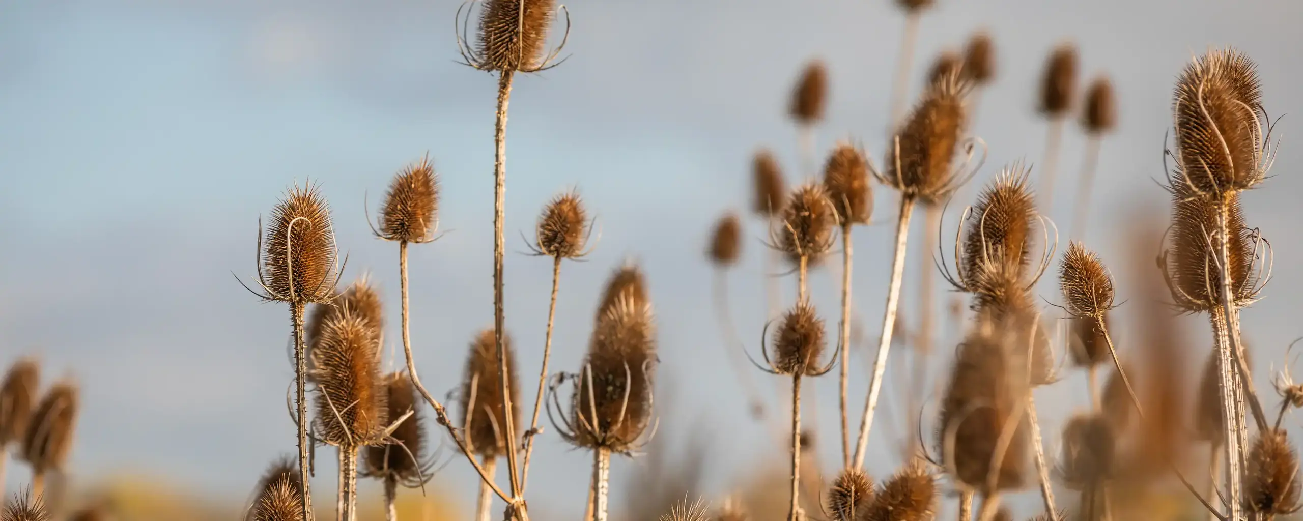 Quarterjackpark Wimborne Local8