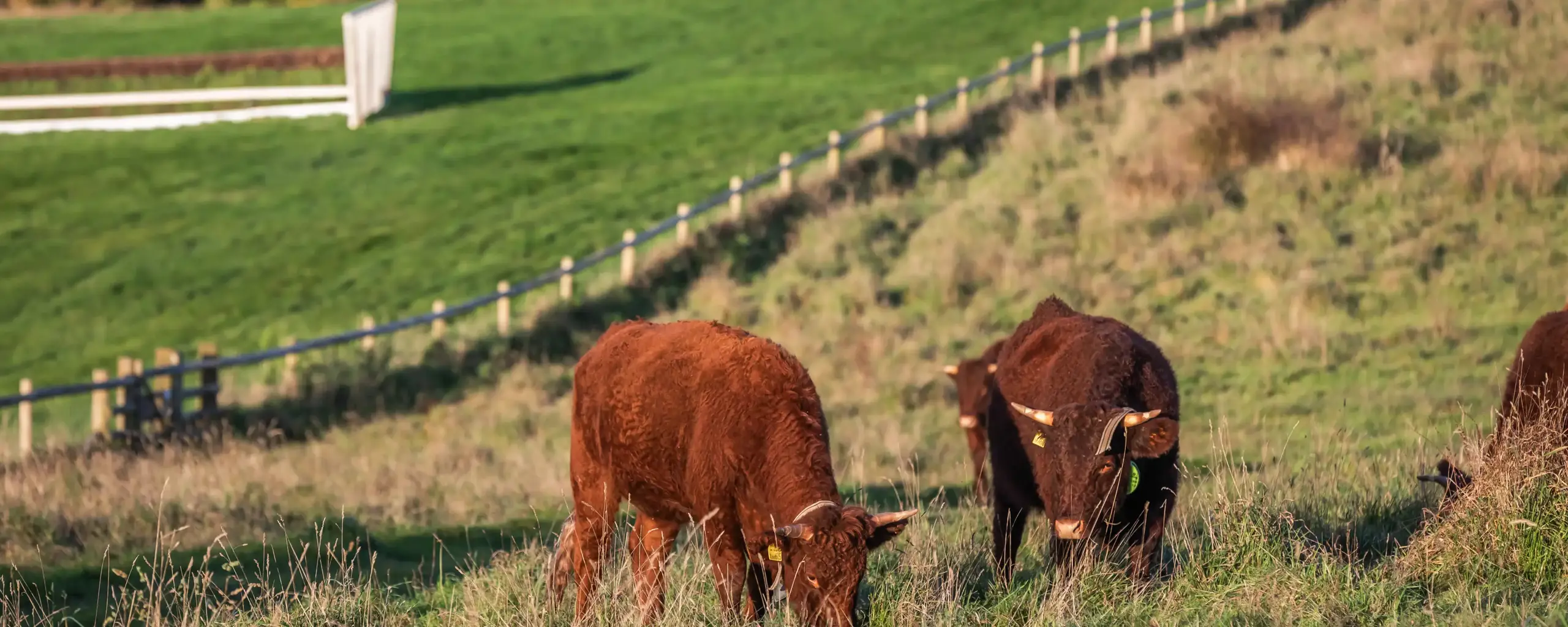 Quarterjackpark Wimborne Local10